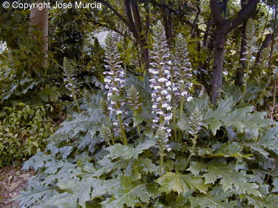 Ejemplar de Acanthus mollis en floracin