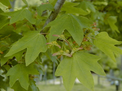 Detalle de hojas y frutos
