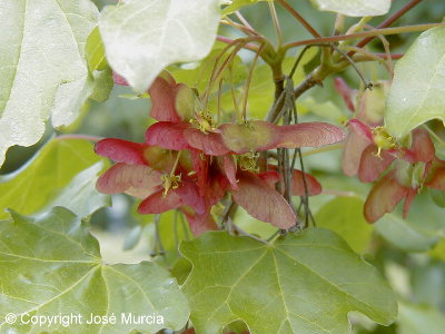 Frutos teidos de rojo