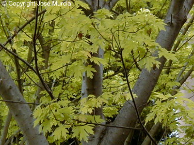 Hojas recin abiertas