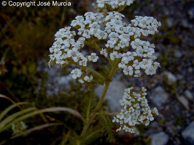 Umbela de flores blancas