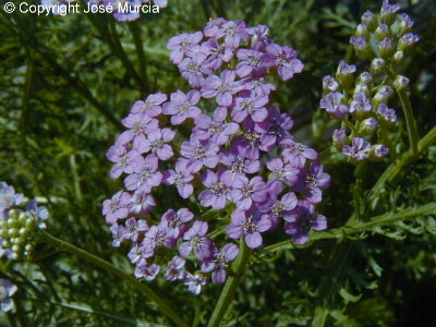 Variedad cultivada de flores rosadas