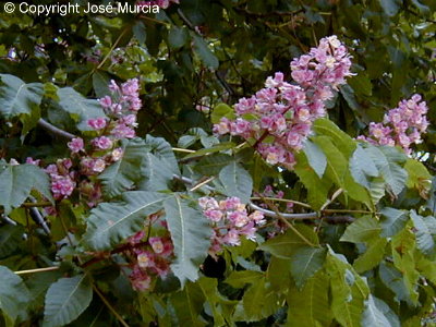 Detalle de flores en 