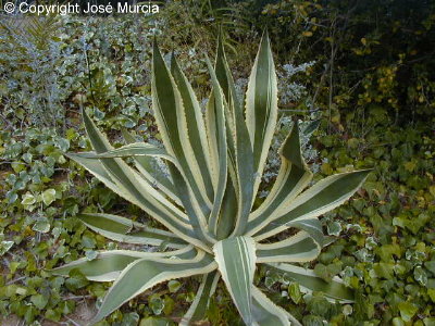 Roseta basal de hojas