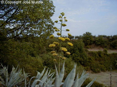 Tallo florfero que sale de la roseta