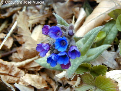 Detalle de flores