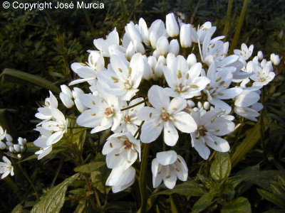 Detalle de flores