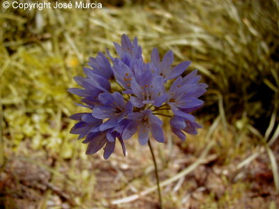 Ejemplar silvestre rosado