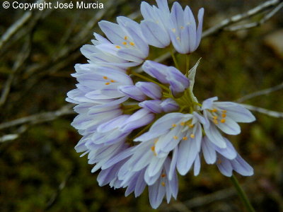 Ejemplar blanco de jard�n