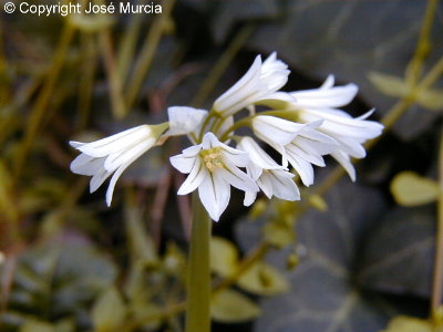 Detalle de flores