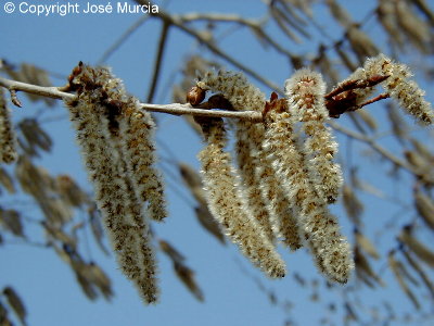 Amentos femeninos colgantes