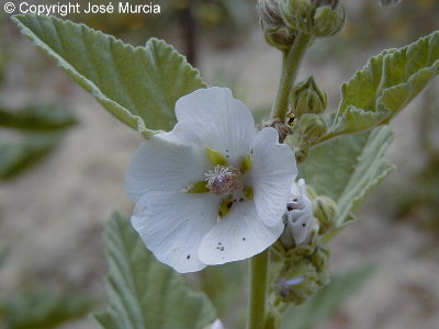 Detalle de la flor