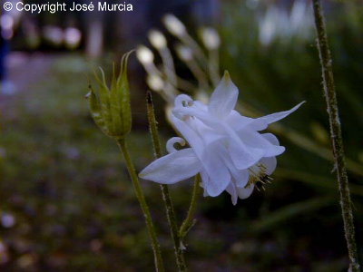 Variedad blanca, menos comn