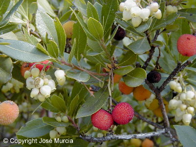 Flores y frutos a la vez