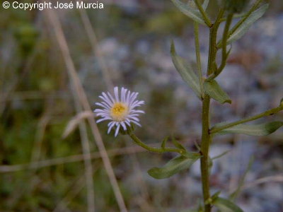 Detalle de flor