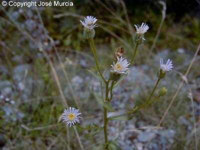 Plano general de la planta