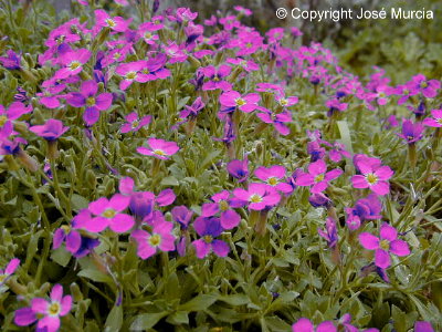 Macizo de flores