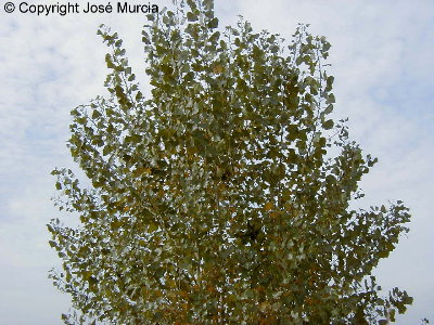 Detalle de copa de Betula pendula