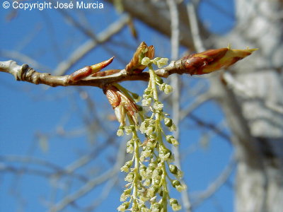 Detalle de flores masculinas