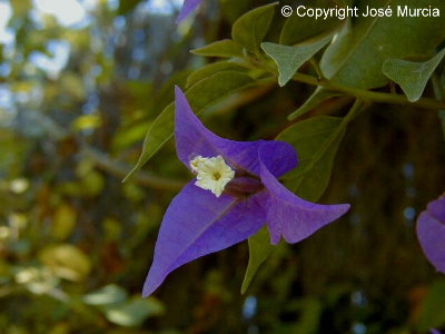 Detalle de flor