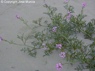 Planta en flor en una playa