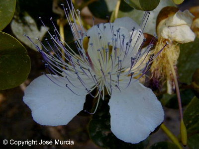 Primer plano de flor