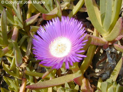 Hojas carnosas y flor