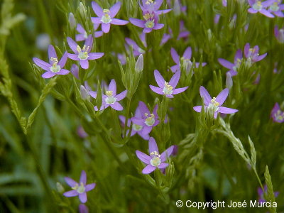 Macizo de flores