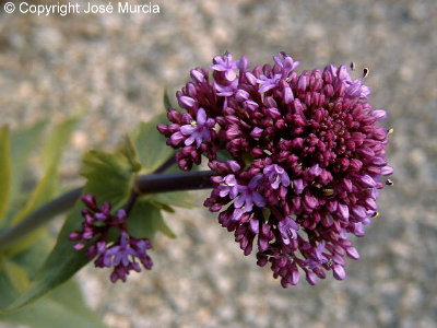 Detalle de flor