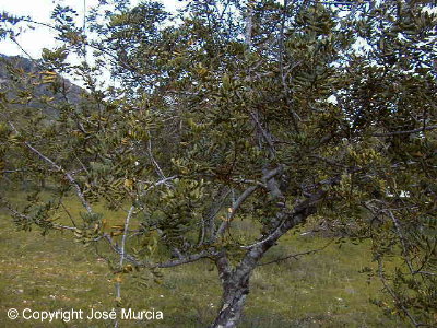 Vista general del rbol