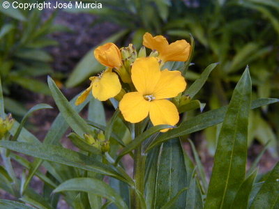 Flores de alhel� amarillo