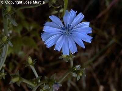 Detalle de la flor