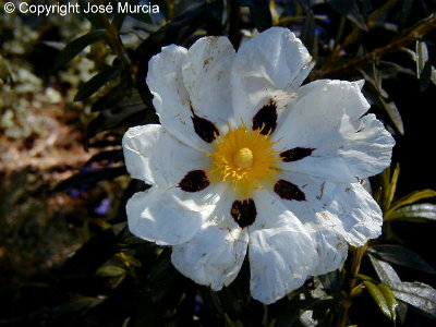 Flor de cultivar, con seis manchas