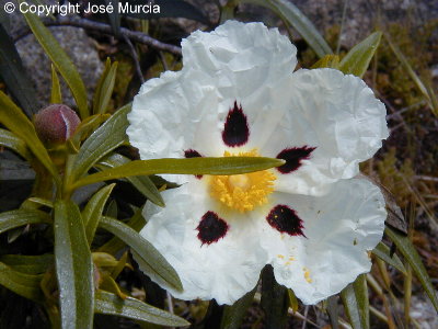 Flor con las llamadas cinco llagas