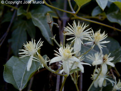 Flores con llamativos estambres