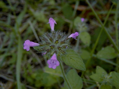 La planta en flor, vista desde arriba