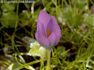 Flor con 6 tpalos soldados