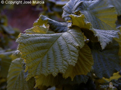 Detalle de hojas