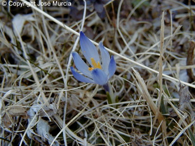 Flor que sale a ras del suelo en primavera