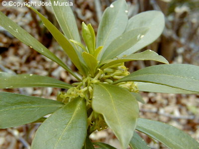 Planta con diminutas flores