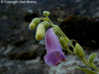 Planta al principio de su floracin