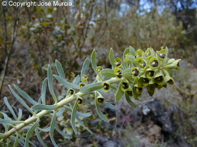 Espectacular floraci�n