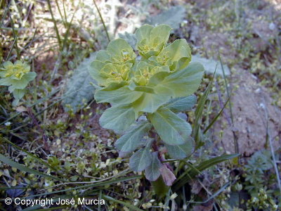 Pequea planta en floracin