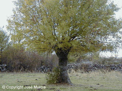 Vista general del rbol