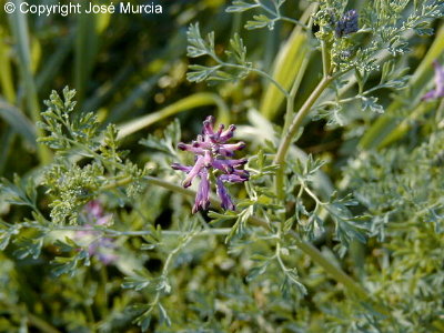 Planta en flor