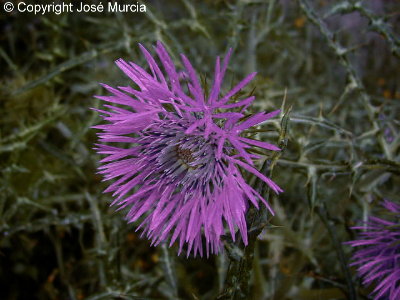 Aspecto plumoso de la flor