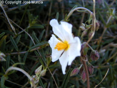 Detalle de flor