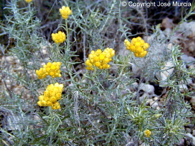 Flores de helicriso