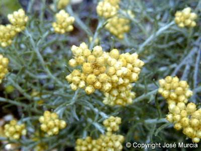 Planta en floraci�n