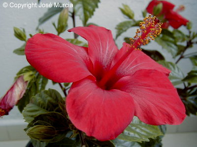 Flor de ejemplar en maceta